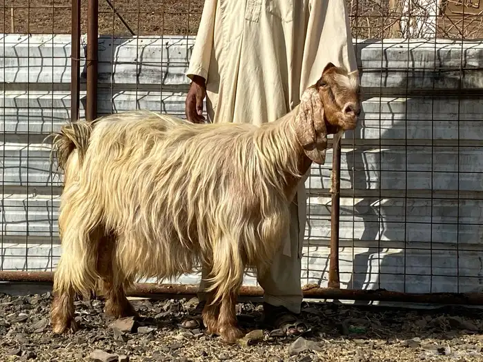 عنز مصريه صنف صفرا دافع فحص سونار 0