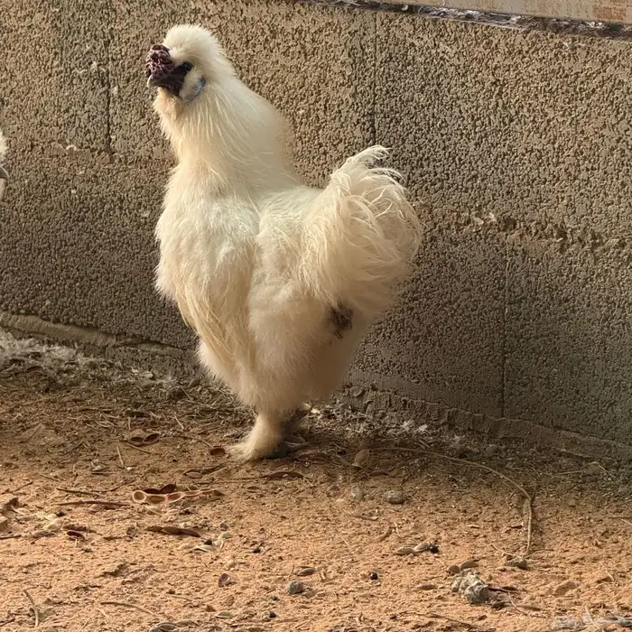 ديك قطني 0