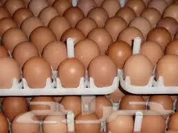 SOFAB Fertile Eggs for Sale   10 SR  20 SR  30 SR 0
