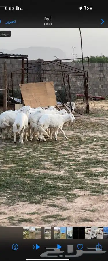 طليان بريه 1