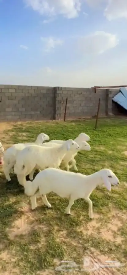 طليان بريه 3