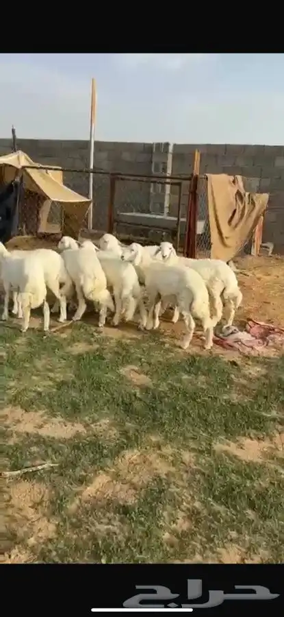 طليان بريه 0