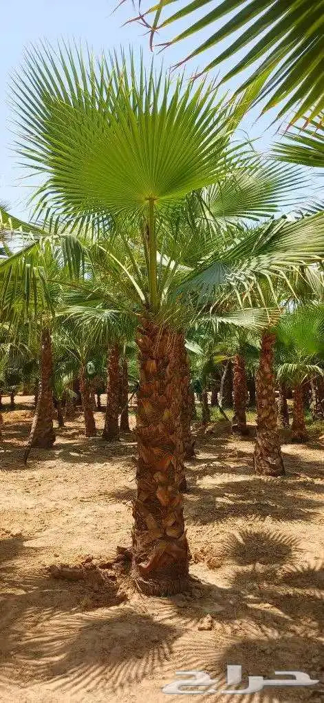 نخل واشنطن زينه 5