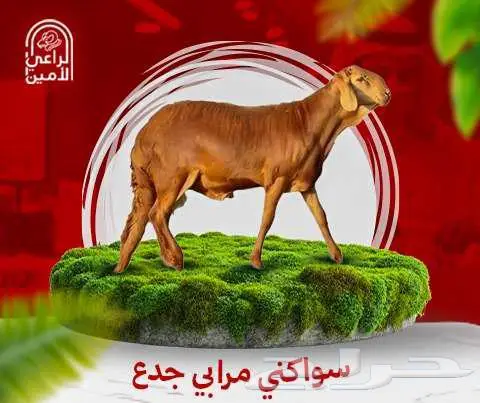 سواكني جذع صغير 15-17كيلو تقريبا بعد الذبح 0