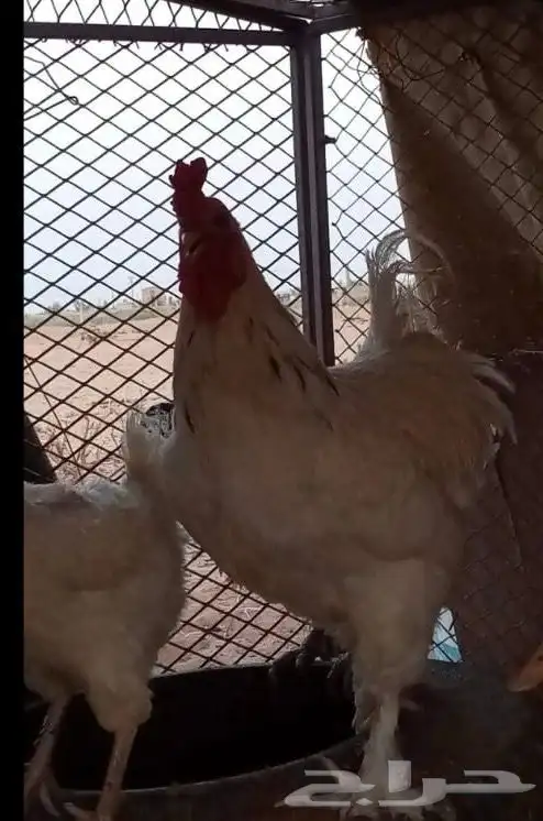 للبيع ديك براهما 0