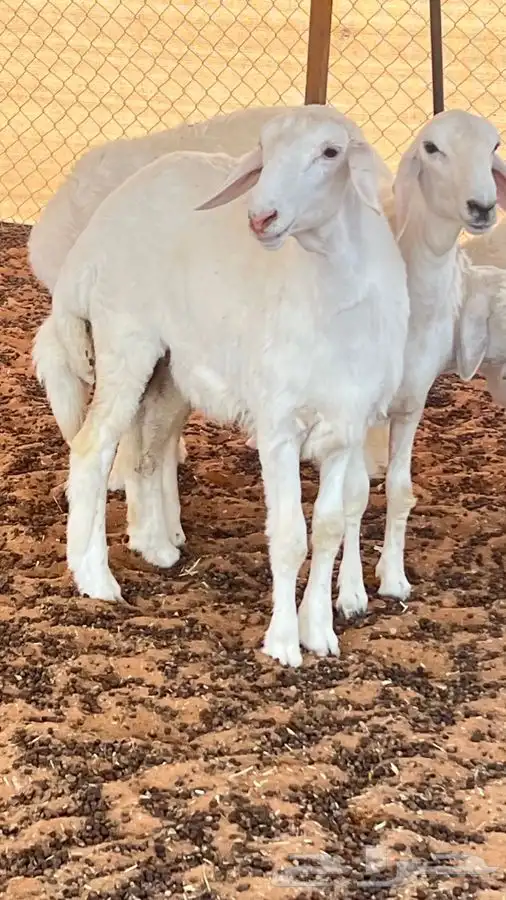 ابو عبدالله للدبايح 0