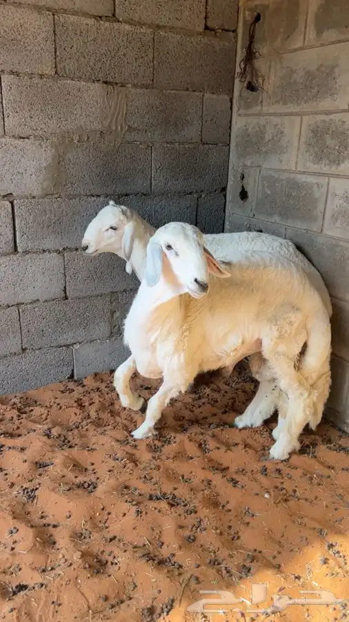 حريات للبيع جبرات 1