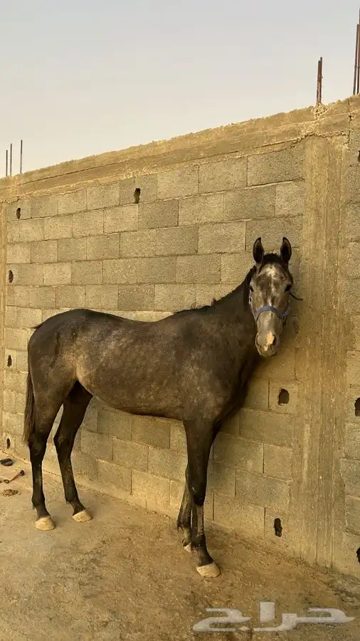 حصان تعليم 0