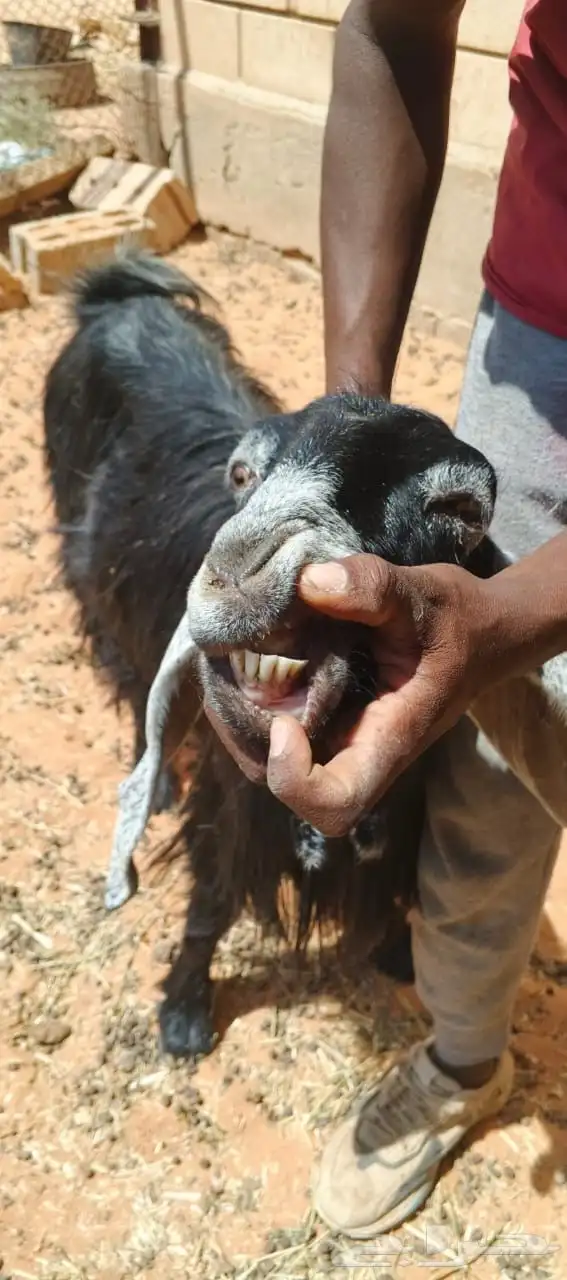 معزا للبيع 0