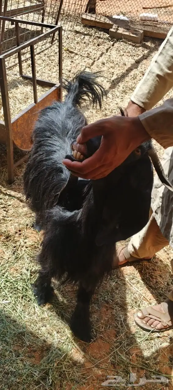 معزا للبيع 6