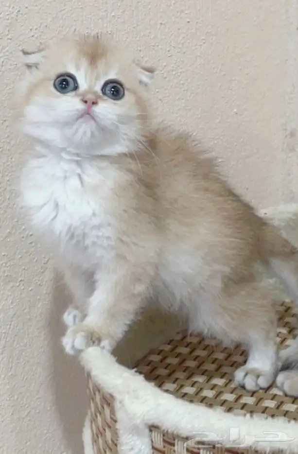 للبيع كيتن ذكر سكوتش دبل فولد _ الخرج 0