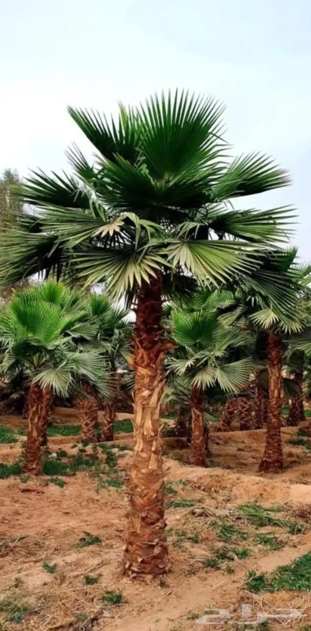 نخل طبيعي وواشنطن زينه 2