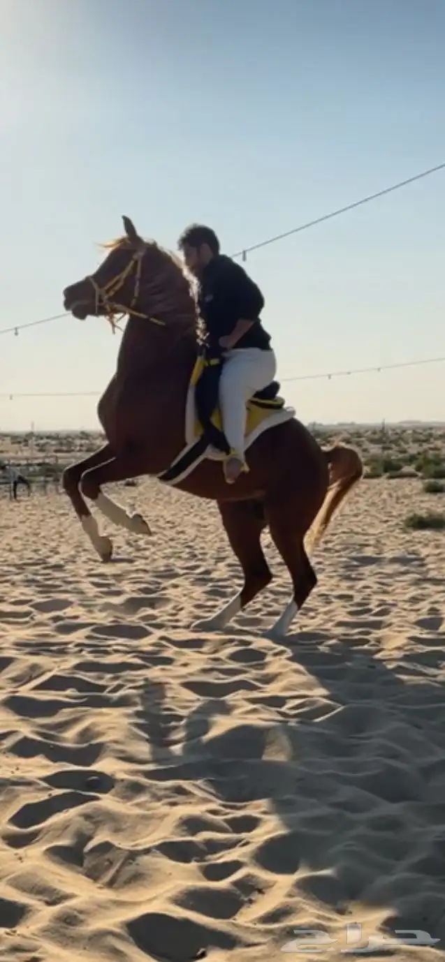 خيل حفيد مروان الشقب 0