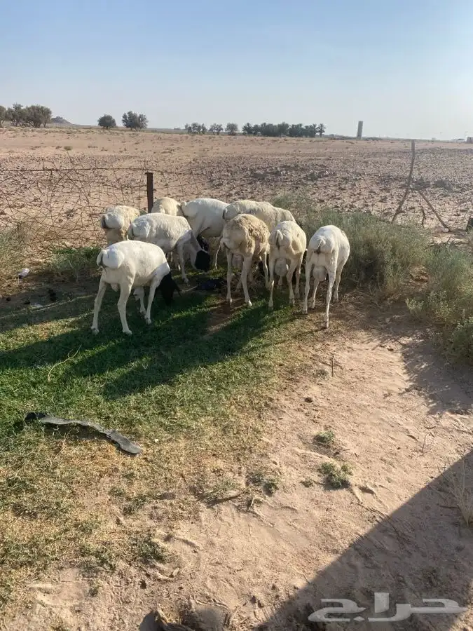 برابر مرابي 4اشهر سمان مغلق 3