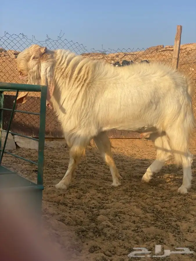 تيس هولندي ابيض شرط 1