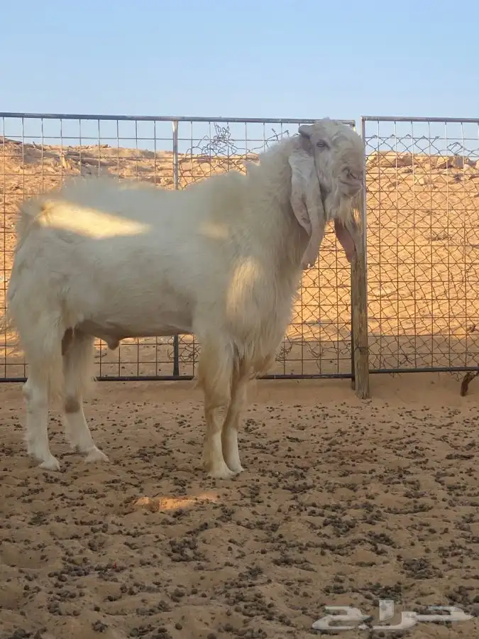 تيس هولندي ابيض شرط 0