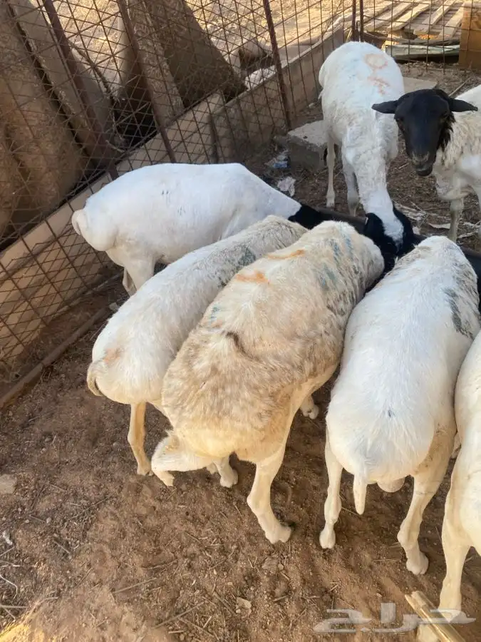 برابر مرابي 4اشهر سمان مغلق 13
