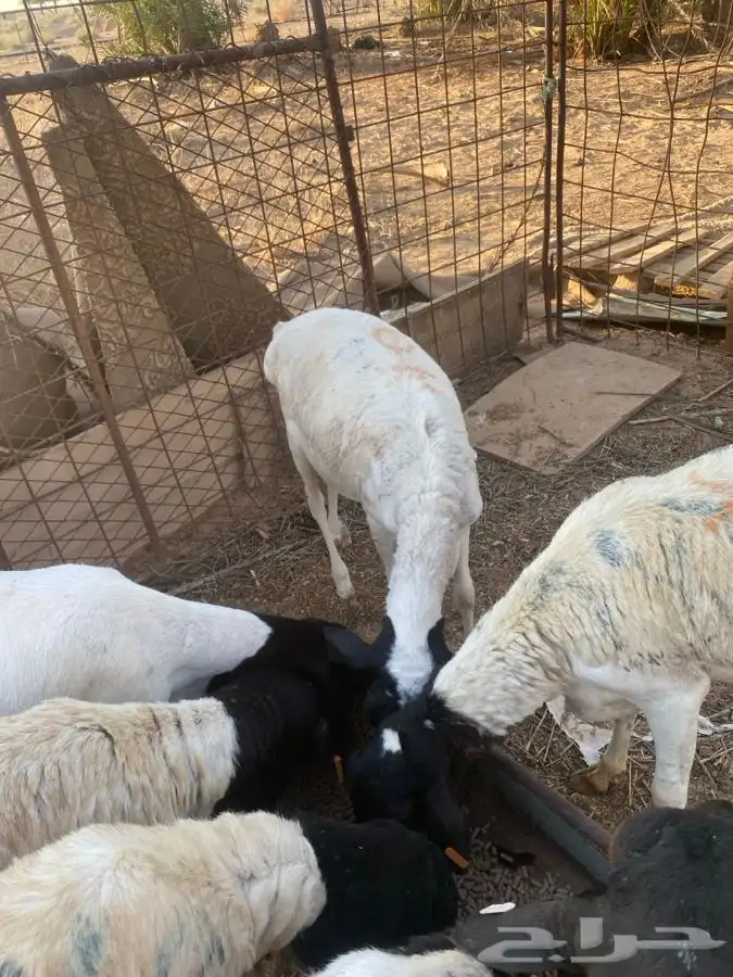 برابر مرابي 4اشهر سمان مغلق 11