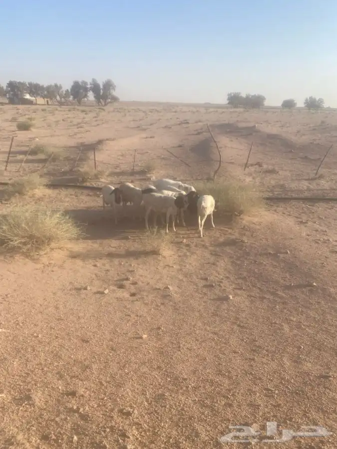 برابر مرابي 4اشهر سمان مغلق 5