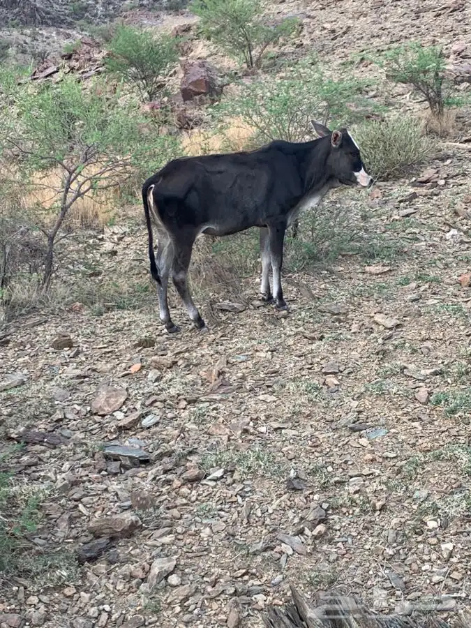 بقر للبيع 1