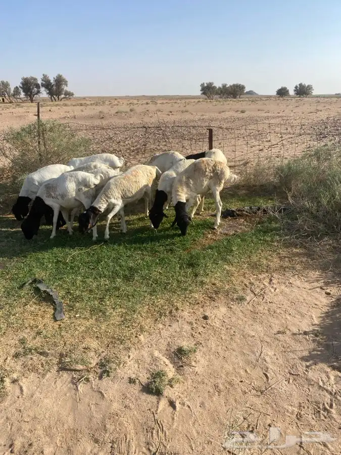 برابر مرابي 4اشهر سمان مغلق 4