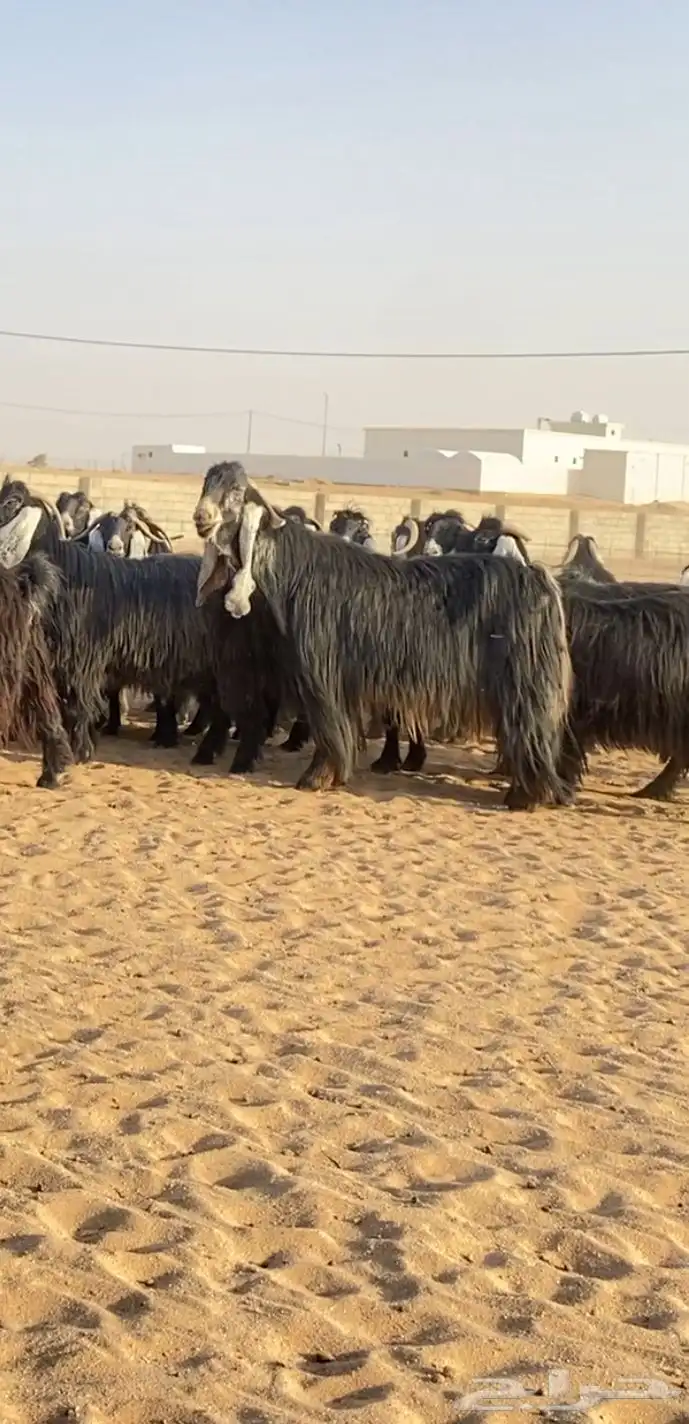 معزا عوارض صنف مراح 8