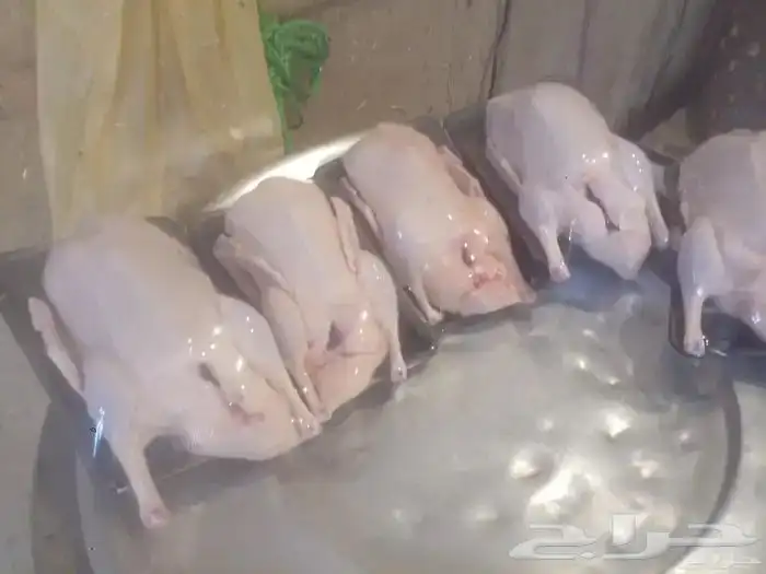 بط بكيني طعم وشحم على الطلب 3