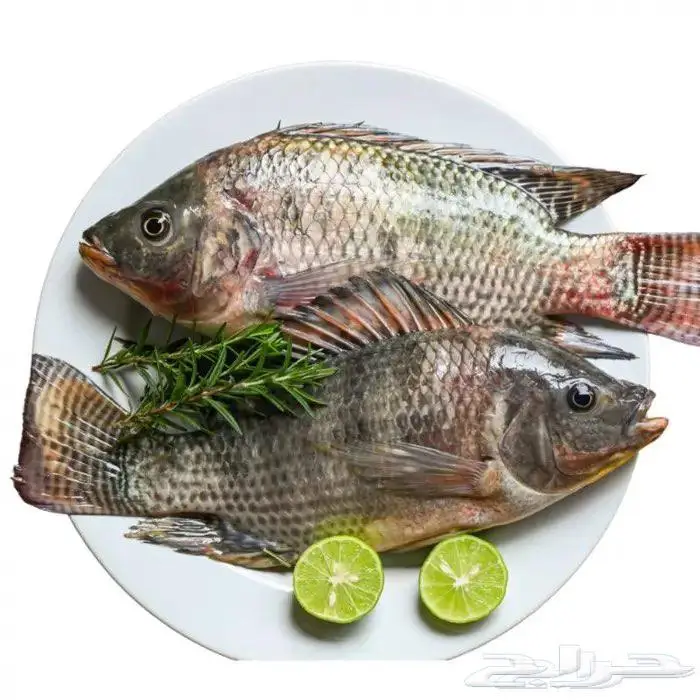 سمك بلطي مزارع 0