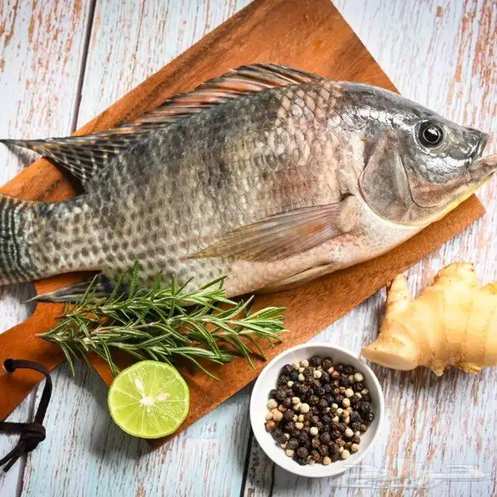 سمك بلطي مزارع 3