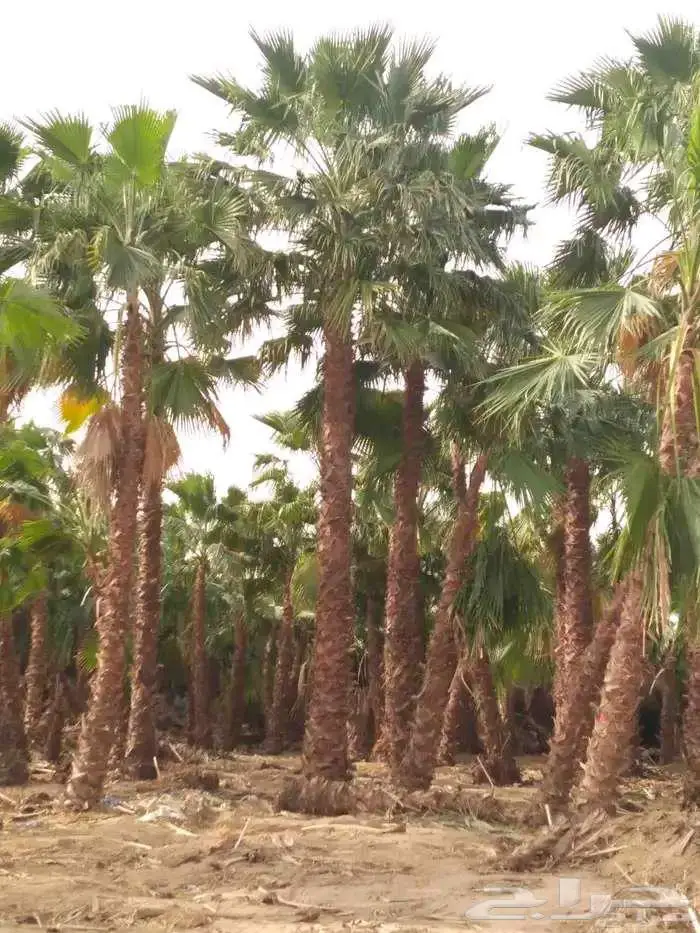 نخل واشنطن زينه 2