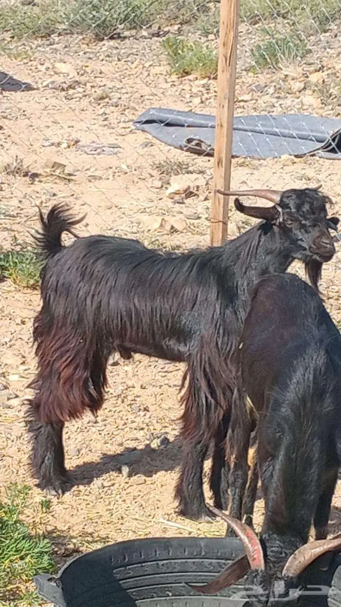 تيوس سودانيه مرابي شحم 0