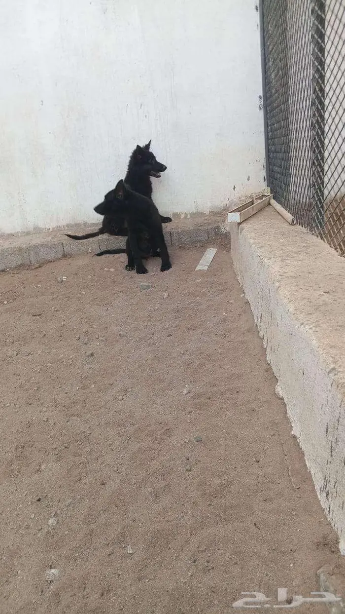 للبيع كلاب جيرمن شيبرد ورك لاين 3
