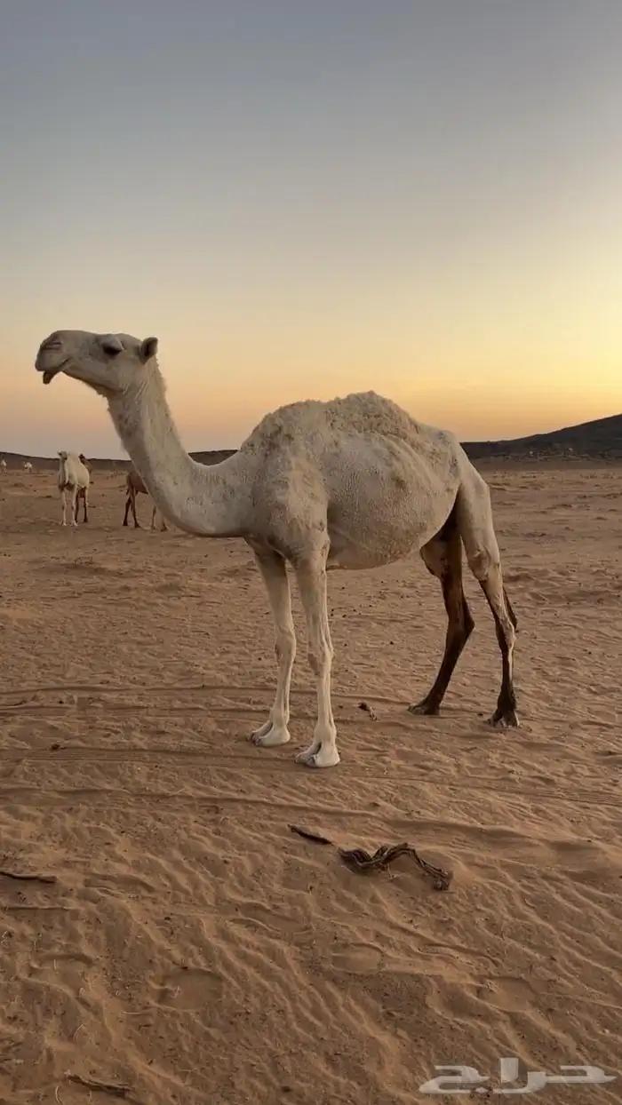 شرق عفيف كم 50 0