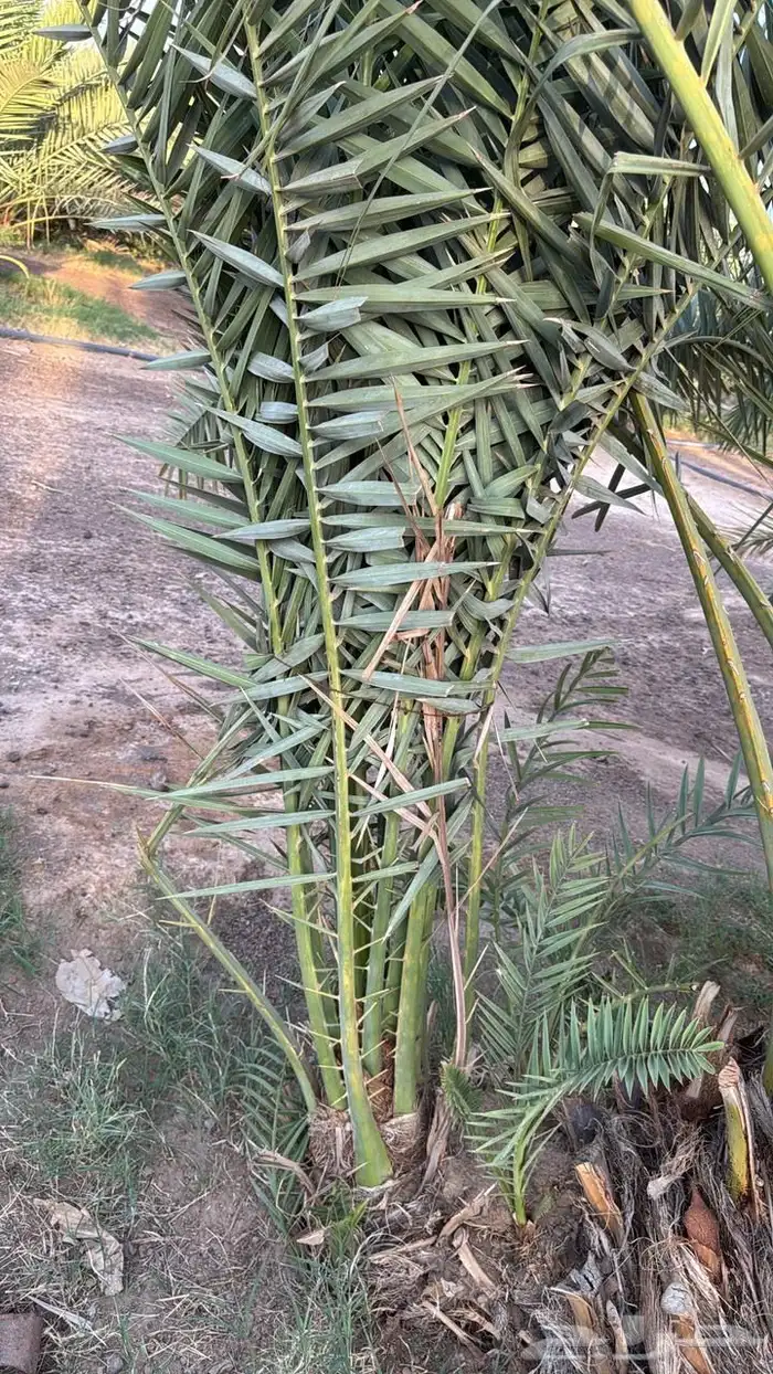 اصناء كعيمر وبرني للبيع 0