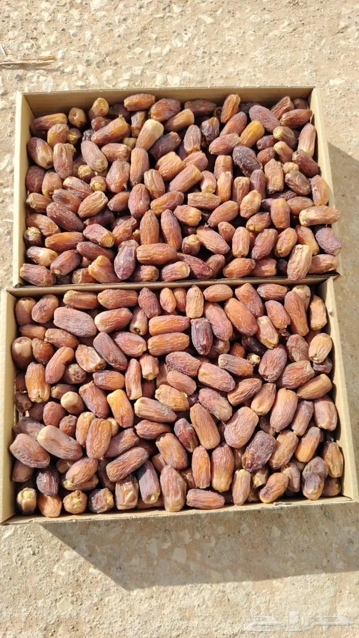 تمور صقعي و مجدول و سكري من مزرعه واحده و من المالك مباشره 3
