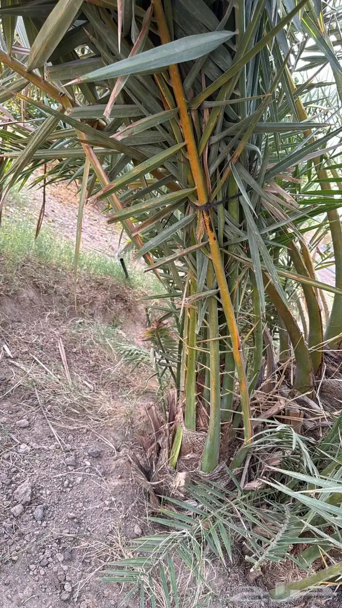 اصناء كعيمر وبرني للبيع 1