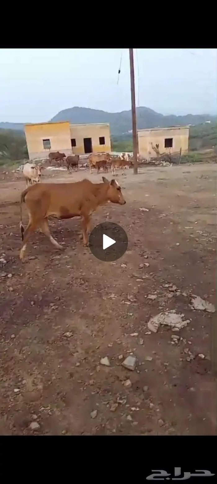 العارضه الحميراء 0