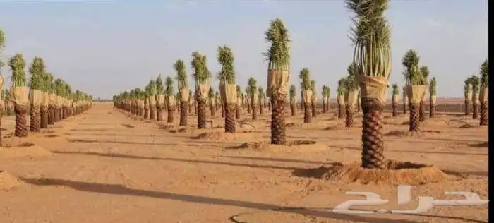 نخل طبيعي وواشنطن زينه 5