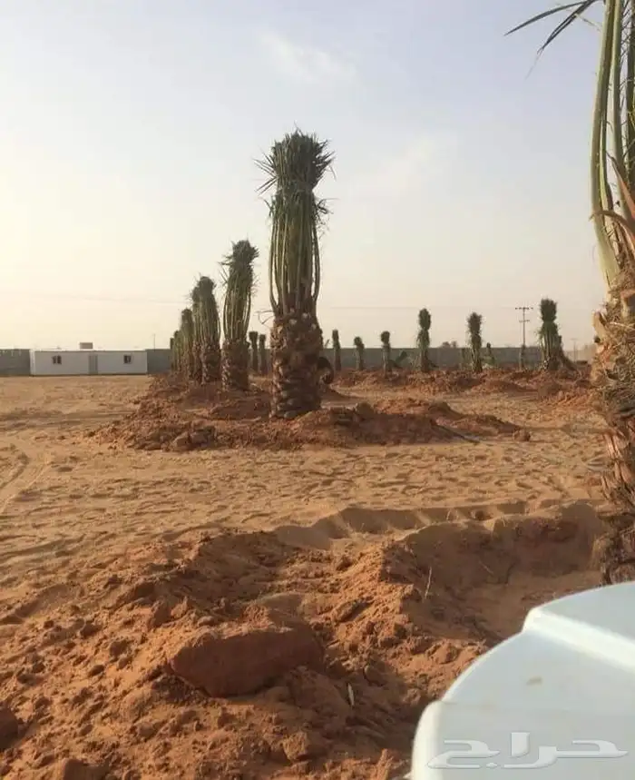 نخل طبيعي وواشنطن زينه 6