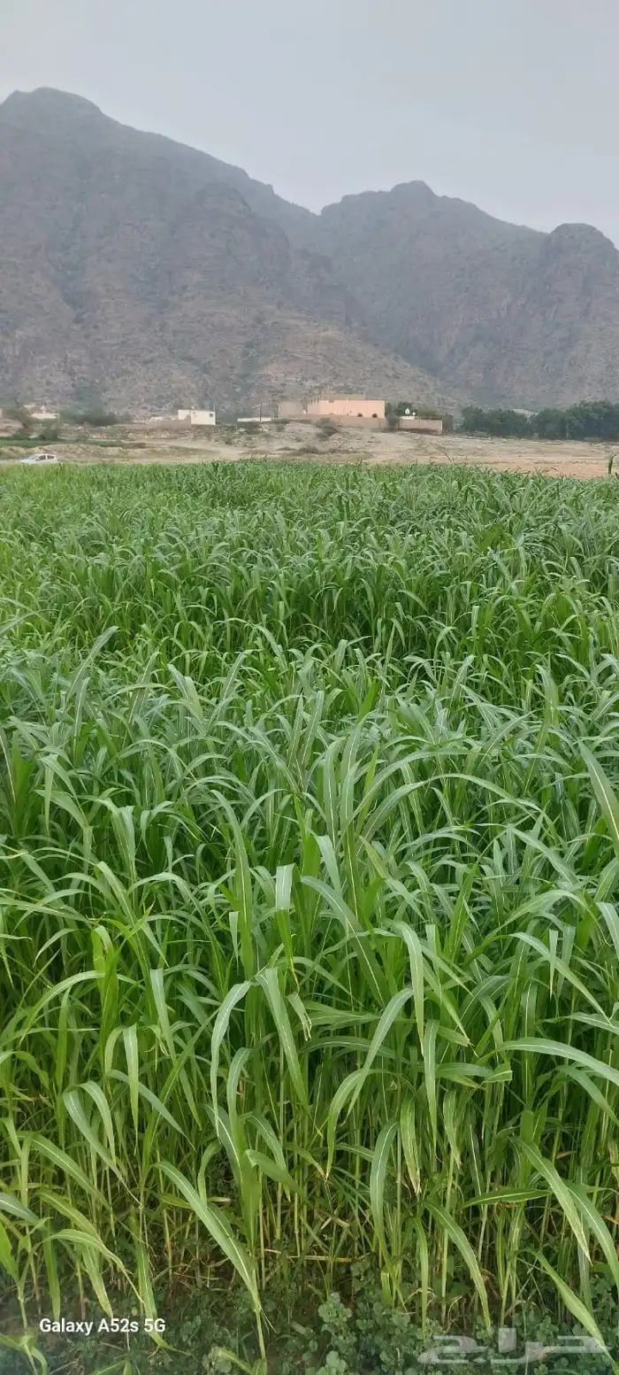 قصب ذرة بلدي للبيع 0