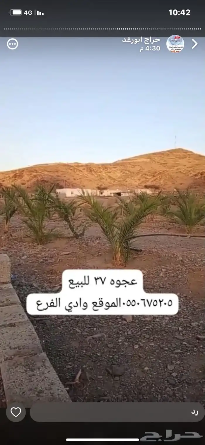 عجوه نكايس للبيع 0