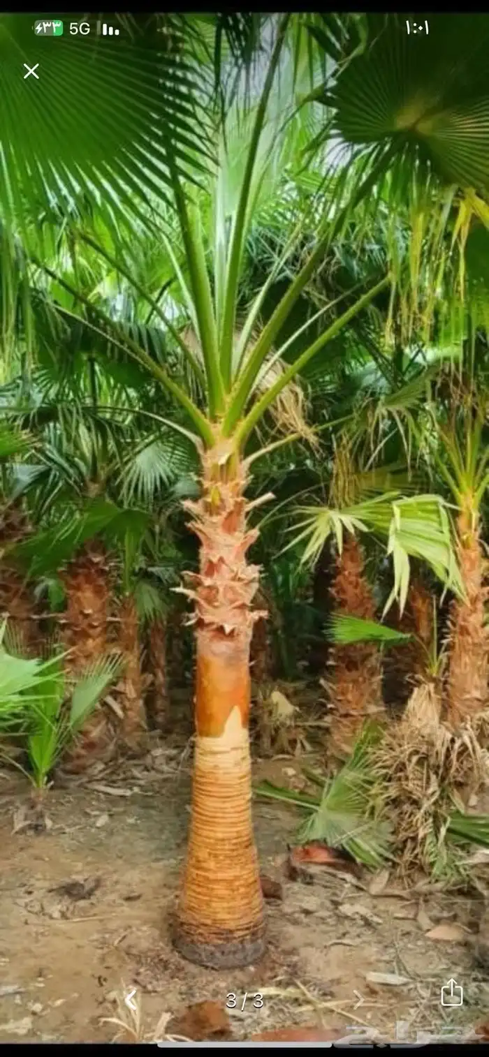 نخل طبيعي وواشنطن زينه 3