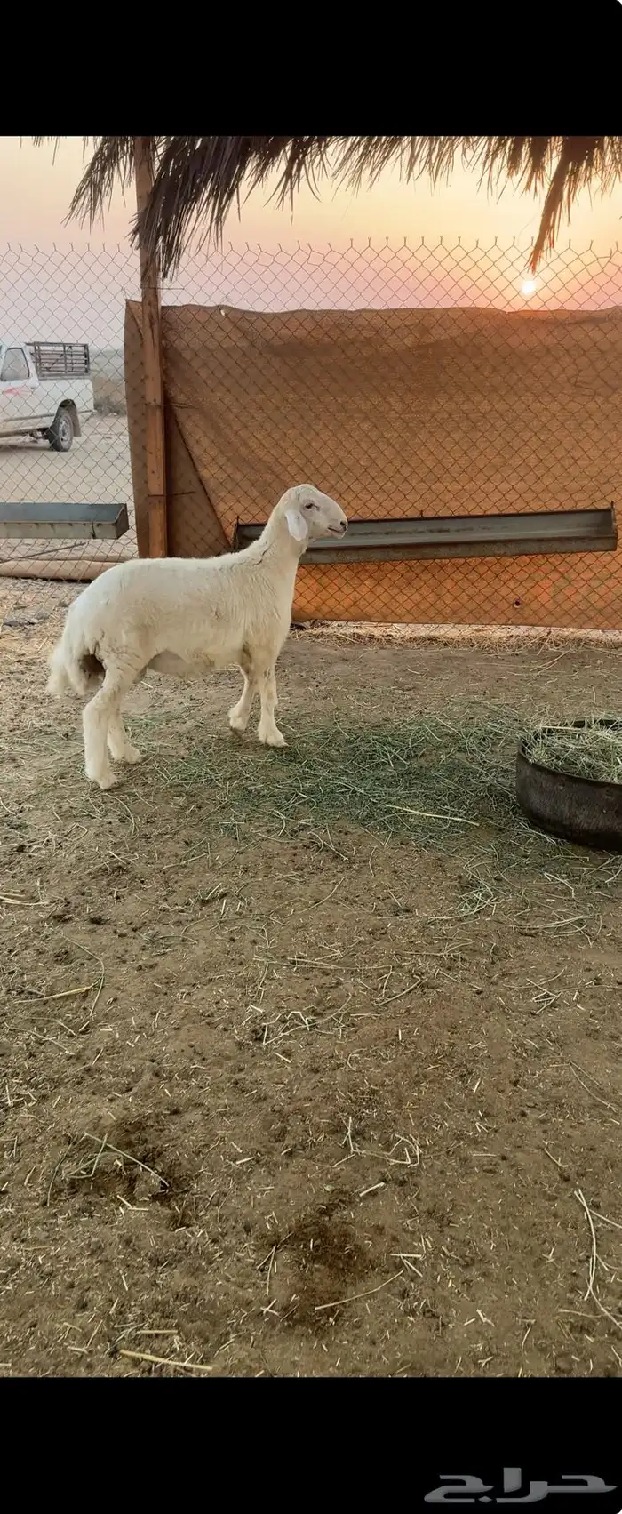 طلي حري كفو 1
