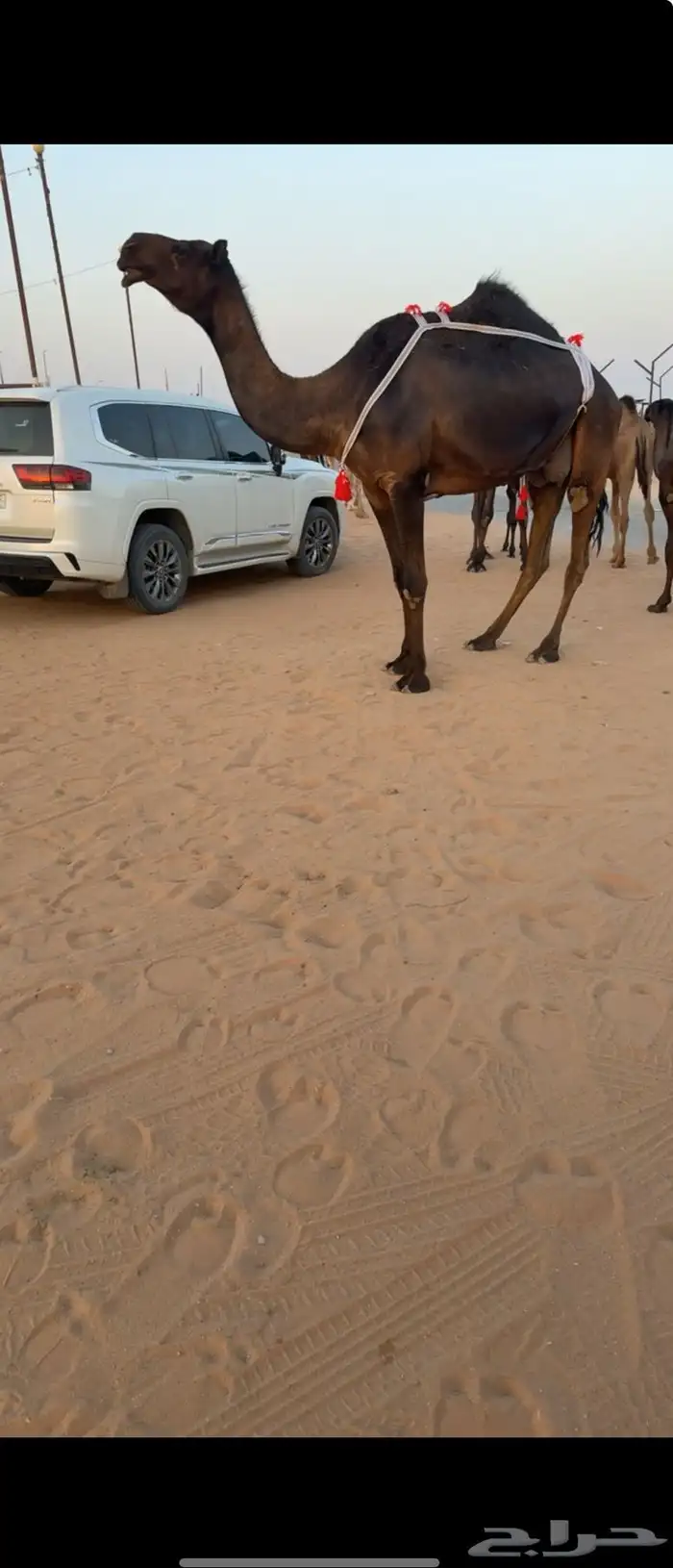 للبيع ابل مغاتير ومجاهيم عشاير تحتها انتاج طيبه ولقحات 0