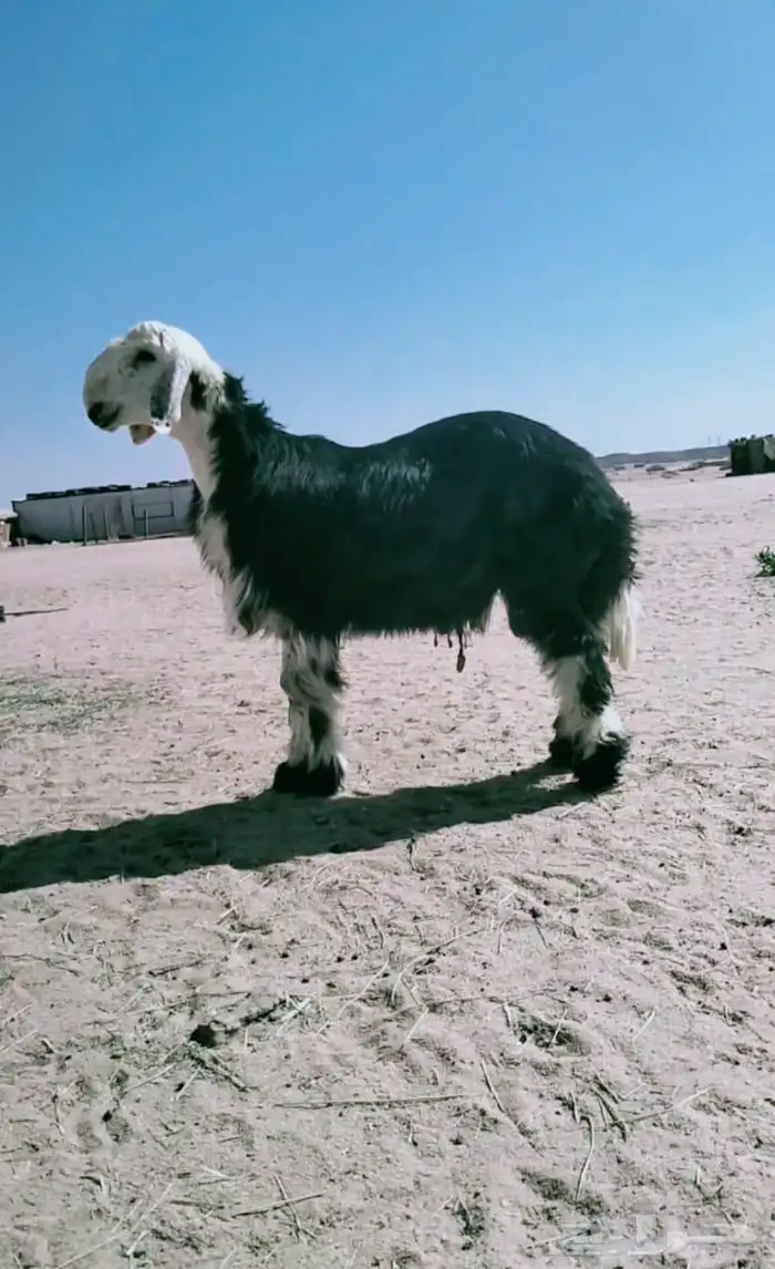 خروف نجدي شرط طعم ونظافه ناهي 0