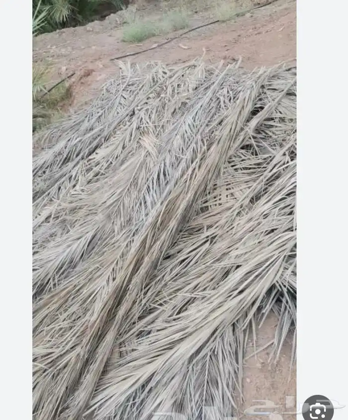 جريد سعف للبيع واصل الي ينبع املج ضواحيها 2