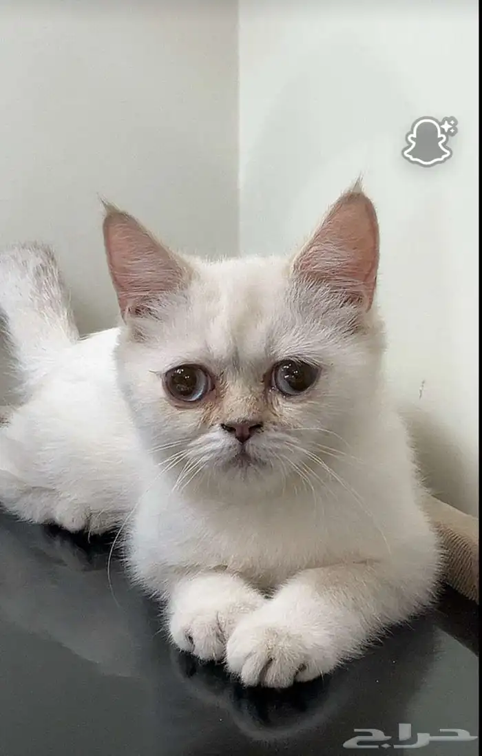 قطط للبيع 4