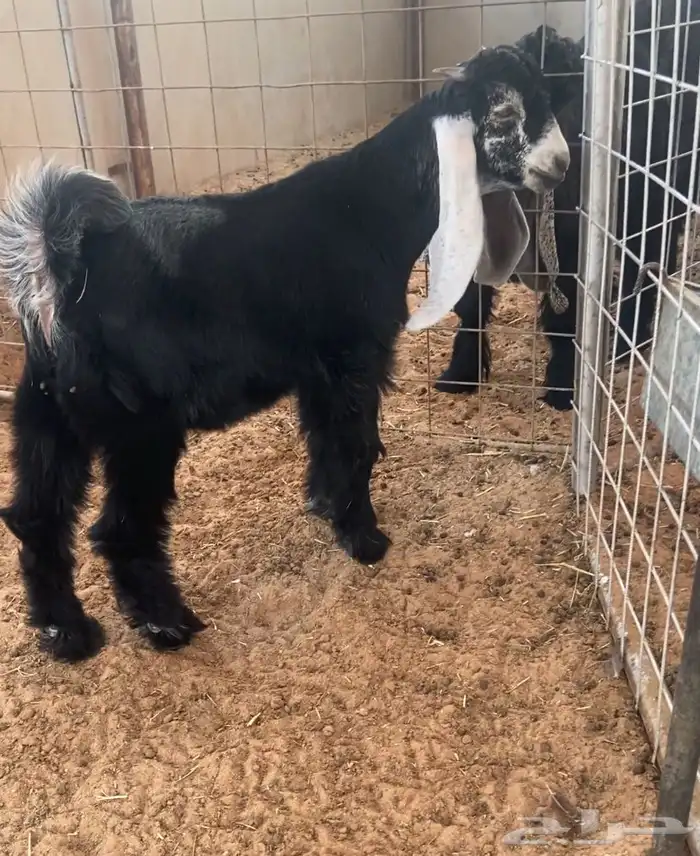 جفر عارضي خصم 0