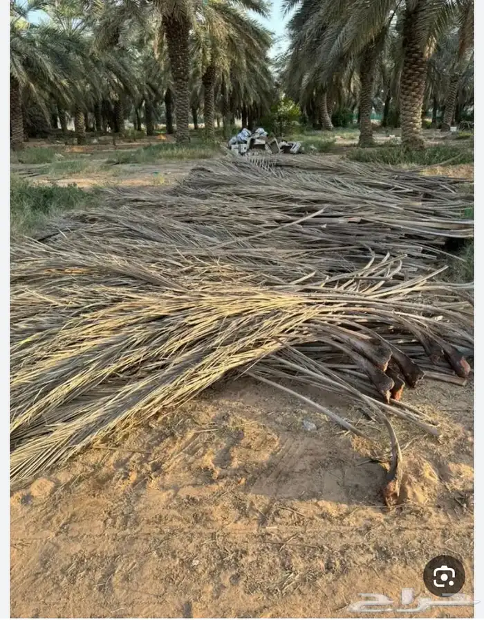 جريد سعف للبيع واصل الي ينبع املج ضواحيها 3