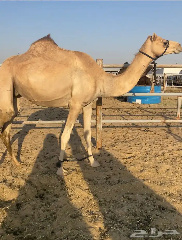 البيع القحه ثنو الطيبه 0